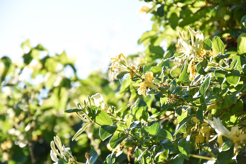 金银花的烘干除湿解决方案，金银花烘干除湿机